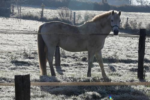 a horse standing next to a fence in a field at Gîte Au Moulin de Bougnon Calme et Dépaysement en Haute-Saône in Bougnon