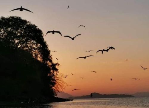 a flock of birds flying over the water at sunset at Casa La Cecilia 2 