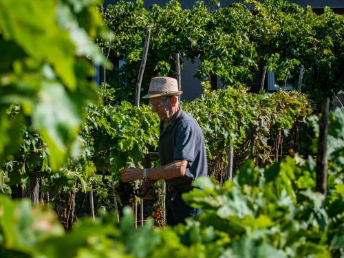 a man in a hat standing in a garden at Brojdi in Labin