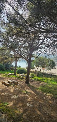 two trees in a field with a beach in the background at Casa Domingos Cales De Mallorca in Calas de Mallorca