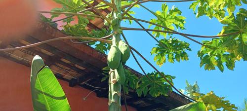 a green bird on a tree in front of a building at Vila Santa Rosa Guest House in Ilhabela