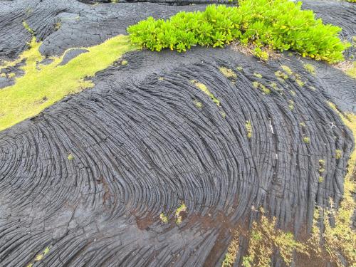 a rock with a plant on top of it at Paradise Park Newly built studio with king bed in Keaau