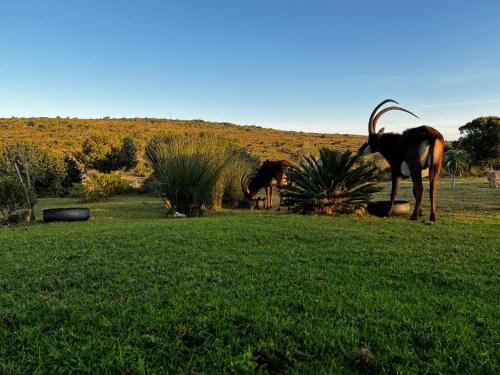 two goats standing in the grass in a field at Baardbos Private Game Reserve in Stilbaai