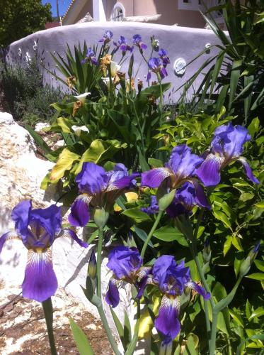a bunch of purple flowers in a garden at Villa Dendron in Aghia Marina