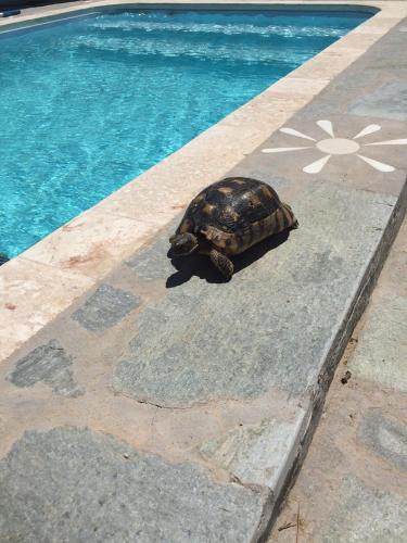 a turtle is sitting next to a swimming pool at Villa Dendron in Aghia Marina