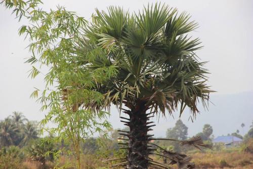 una palmera en medio de un campo en Kampot CoCo Homestays, en Phumĭ Bœ̆ng Preăh (1)