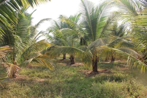 une rangée de palmiers dans un champ dans l'établissement Kampot CoCo Homestays, à Phumĭ Bœ̆ng Preăh (1)