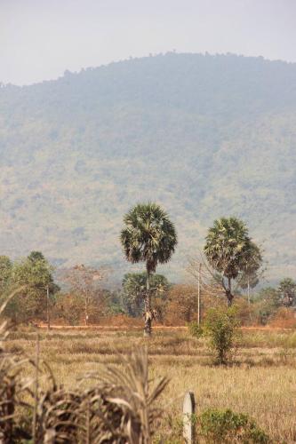 a field with palm trees and a mountain in the background at Kampot CoCo Homestays in Phumĭ Bœ̆ng Preăh (1)