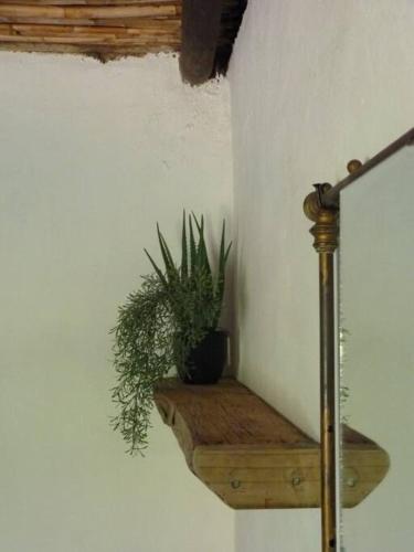 a plant sitting on a wooden shelf on a wall at Adam se Huisie - become a part of history... in Calitzdorp