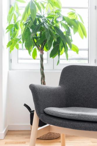 une chaise et une plante dans une pièce avec fenêtre dans l'établissement Beautiful apartment on the Grand Place ! 2 pers, à Lille