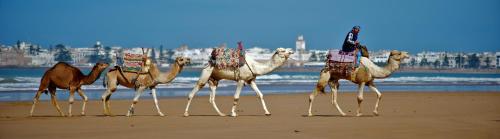 a group of camels walking on the beach at Riad Dar L'Oussia & SPA in Essaouira