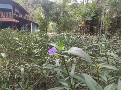 Κήπος έξω από το Baan Suan Ruen Chan Hom บ้านสวนเรือนจันทร์หอม