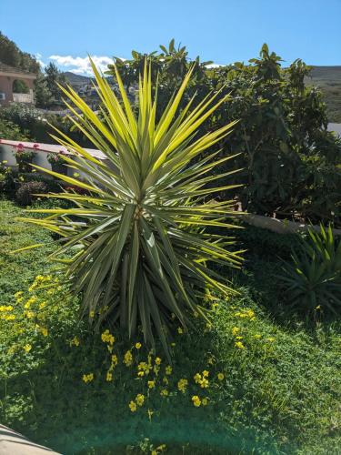 a palm tree in a garden with yellow flowers at Buen Estar, piscina, barbacoa, jacuzzi en Valencia in Turís