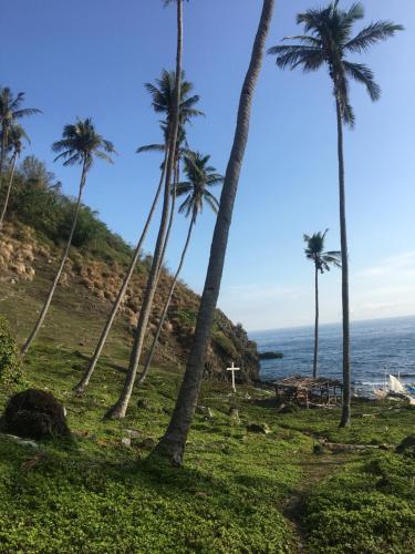 a group of palm trees on a hill next to the ocean at Liberty's Lodge and Diving - Apo Island in Dumaguete