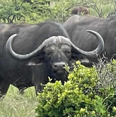 a bull with large horns standing in a field at Lama Lama Game Reserve in Mount Hope
