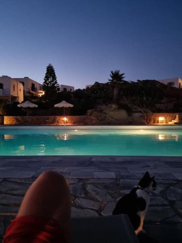 a person and a cat sitting next to a swimming pool at Cute double storey condo I Pool & Beach in Mýkonos City