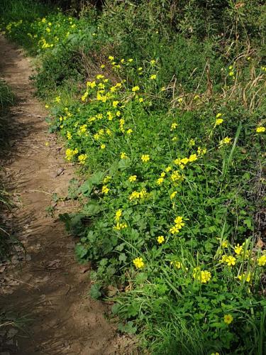 a field of yellow flowers on a dirt road at Casa Marlo, Spacious House in the Lively Centre of Cómpeta in Cómpeta