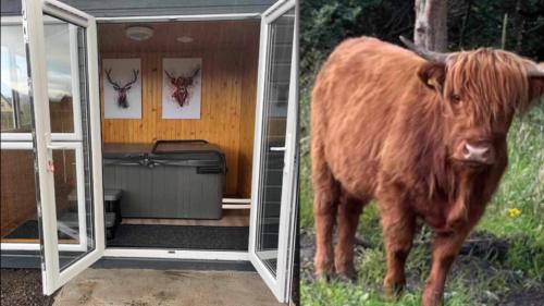 una vaca parada frente a un espejo en Ben Nevis Manor Lodge & Indoor Private Hot-Tub, en Fort William