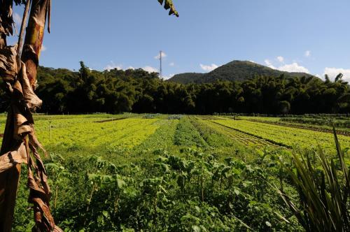 a field of crops with mountains in the background at Pousada da Alcobaça in Itaipava