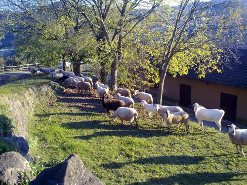 Animales en el albergue o alrededores