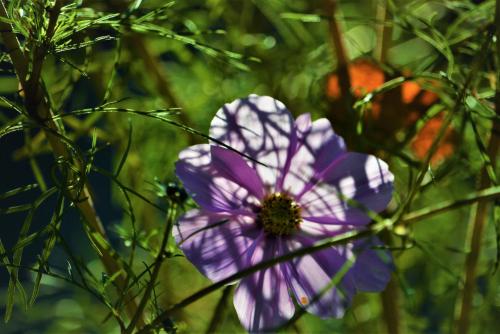 a purple and white flower with a bee on it at APARTMENT im garten 9 in Gargazzone
