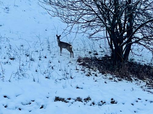 a deer standing in the snow next to a tree at TheCrossing Bed & Breakfast in Hausen im Tal