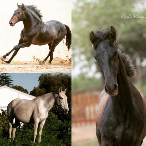 two pictures of a horse standing in the grass at Horse Riding Country House in Vila Franca de Xira