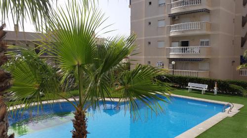 un palmier et une piscine en face d'un bâtiment dans l'établissement Arenales Beach Boutique Apartment, à Arenales del Sol