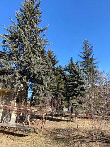 a picnic table in front of two pine trees at Yeghevni Guest House in Odzun in Odzun