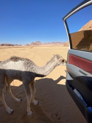 Animales en la casa de huéspedes o alrededores
