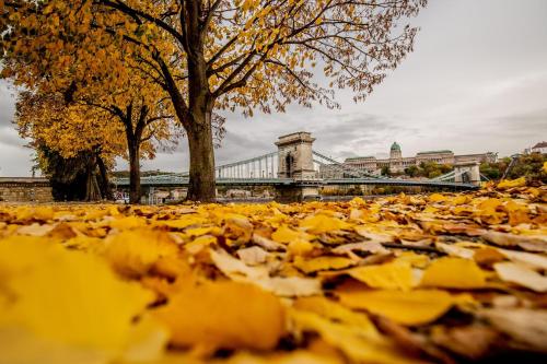 a pile of autumn leaves in front of a bridge at BrandNewChainBridgeHome for 2-FastWiFi/AC/SmartTV in Budapest