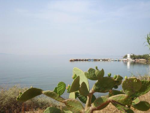 a cactus in front of a body of water at Blue & Sea Studios Apartments in Drios