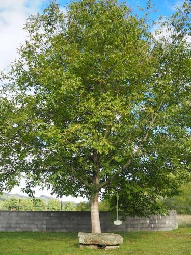 Photo de la galerie de l'établissement Le Rustique - Jardin - MyraConciergerie, à Montaut