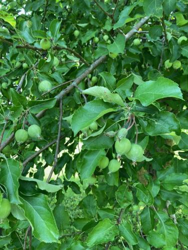 a branch of a tree with green fruits on it at Cozy Algoma Retreat! Minutes to Beach and Downtown! in Algoma
