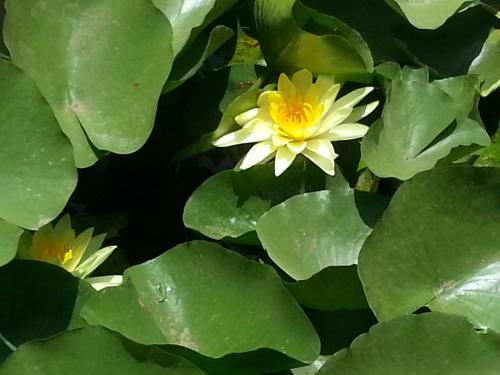 a yellow water lily in a pond with green leaves at The Meadows Resort and Spa in Aurangabad