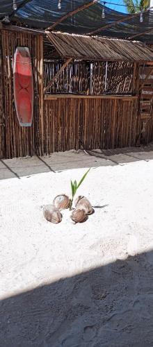 a group of animals sitting on the sand in front of a building at El Regalo El Cuyo in El Cuyo