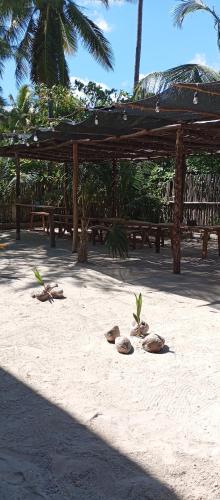 a group of pelicans laying on the sand near benches at El Regalo El Cuyo in El Cuyo