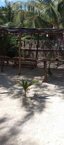 a plant in the middle of a park with benches at El Regalo El Cuyo in El Cuyo