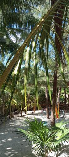 a close up of a palm tree in a park at El Regalo El Cuyo in El Cuyo