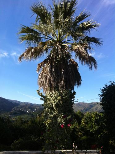 a palm tree with a view of the mountains at Casa Dos Cabecinhos in Paradamonte
