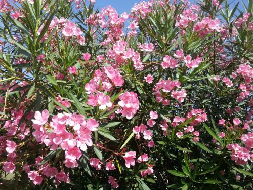 a bunch of pink flowers on a tree at The Meadows Resort and Spa in Aurangabad