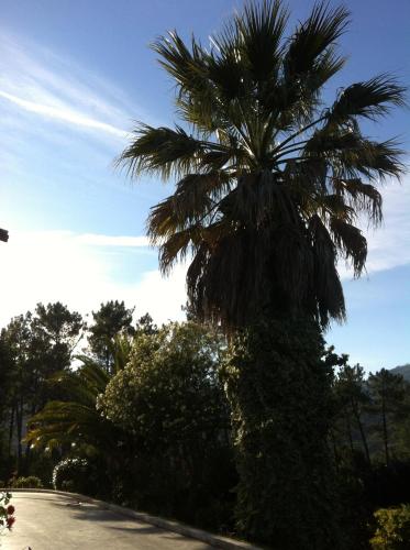 a palm tree on the side of a road at Casa Dos Cabecinhos in Paradamonte