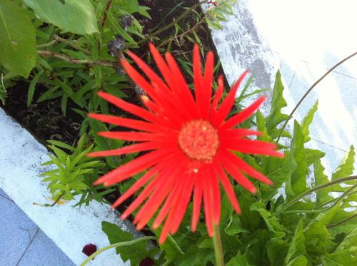 a red flower is growing in a garden at Casa Dos Cabecinhos in Paradamonte