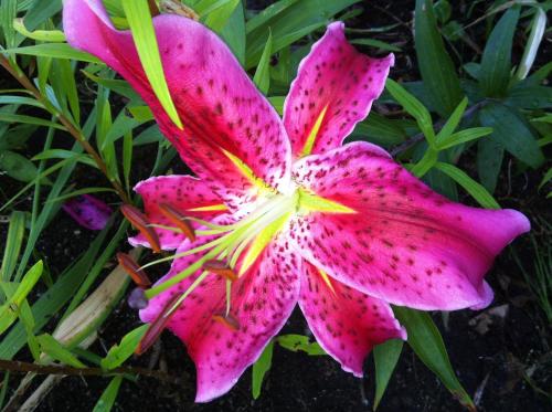 a pink lily with yellowipes on a plant at Casa Dos Cabecinhos in Paradamonte