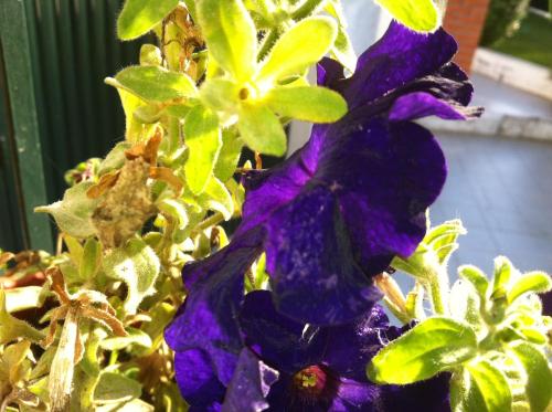 a close up of a purple and yellow flower at Casa Dos Cabecinhos in Paradamonte