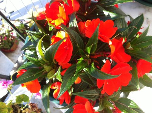 a bunch of red and yellow flowers on a plant at Casa Dos Cabecinhos in Paradamonte