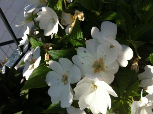 a bunch of white flowers on a plant at Casa Dos Cabecinhos in Paradamonte