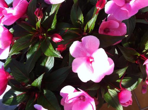 a bunch of pink flowers on a plant at Casa Dos Cabecinhos in Paradamonte