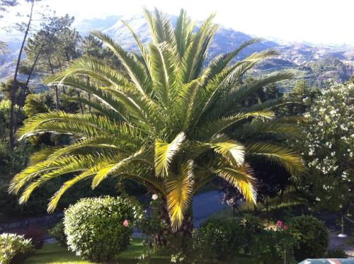 a palm tree in a garden with mountains in the background at Casa Dos Cabecinhos in Paradamonte