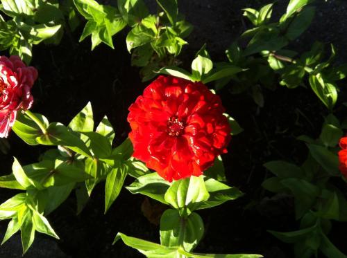 a red flower on a bush with green leaves at Casa Dos Cabecinhos in Paradamonte
